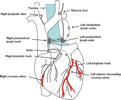 The Cardiac Lymphatic System Semantic Scholar