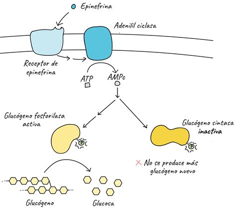 Estructuras Químicas Y Biológicas Involucradas En La Reproducción