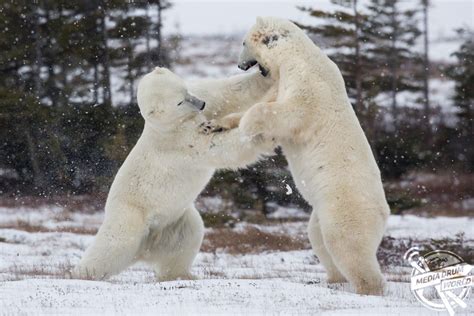 Why Do These Mighty Polar Bears Look Like They Are Dancing The Waltz