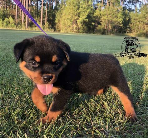 If you average the height and weight of your pup's parents, that will be pretty close to what your pup will. Louisiana Rottweiler Puppies For Sale - Mississippi ...