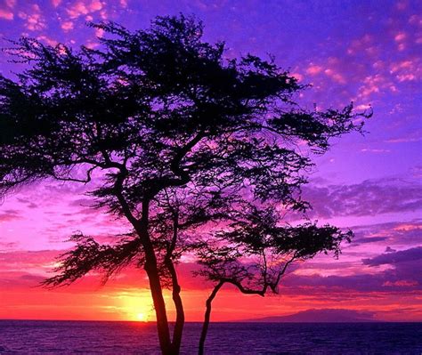 Top 132 Pink And Purple Sunset Wallpaper