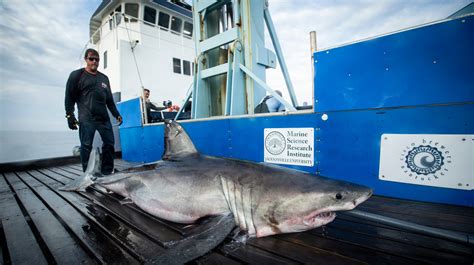 Huge Great White Shark Surfaces Off East Coast Headed North