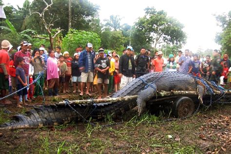 pictures biggest crocodile ever caught