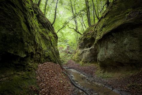 Deep Gorge With Green Moss And Trees Stock Photo Image Of Evening