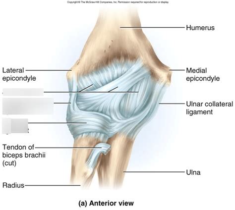 Elbow Ligaments And Tendons Anterior Diagram Quizlet
