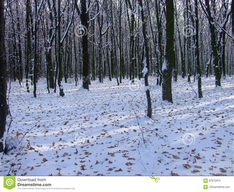 Winter Ukrainian Forestpolesyaukraine 2017 Stock Photo Image Of