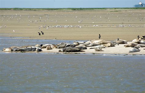 Hunde sind in unseren häusern nicht gestattet. Bild: Seehunde (Seehundstation Nationalpark-Haus, Norden ...