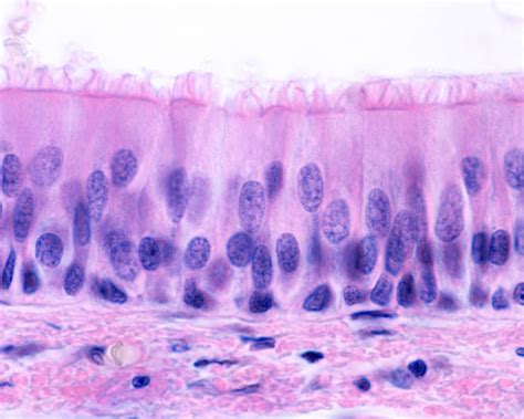 Epithelial Cells Stock Photos Pictures And Royalty Free Images Istock