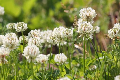 Flowers Of White Clover Trifolium Repens Plant In Green Meadow Stock