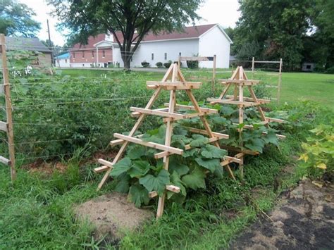 Farmerdill is right about zucchini. Pin by Jay Graves on Garden Ideas | Vertical vegetable ...
