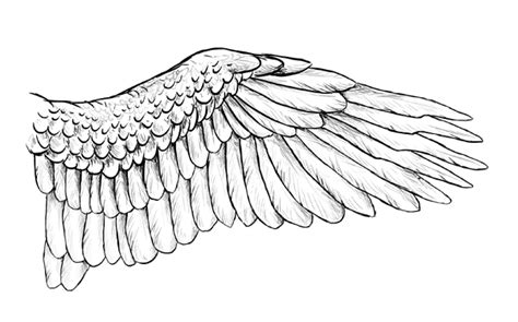 Taking Flight A Beginners Guide Into Drawing Wings