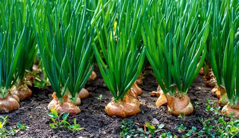 Horta De Cebola Como Cultivar Cuidar Podar E Colher Cebolas Mundo