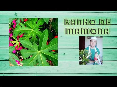 Preço de folha mamona à venda. Banho para desobsessão com folha de mamona - YouTube