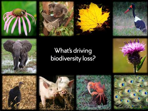 Biodiversity Part 5b Whats Driving Biodiversity Loss Anglican
