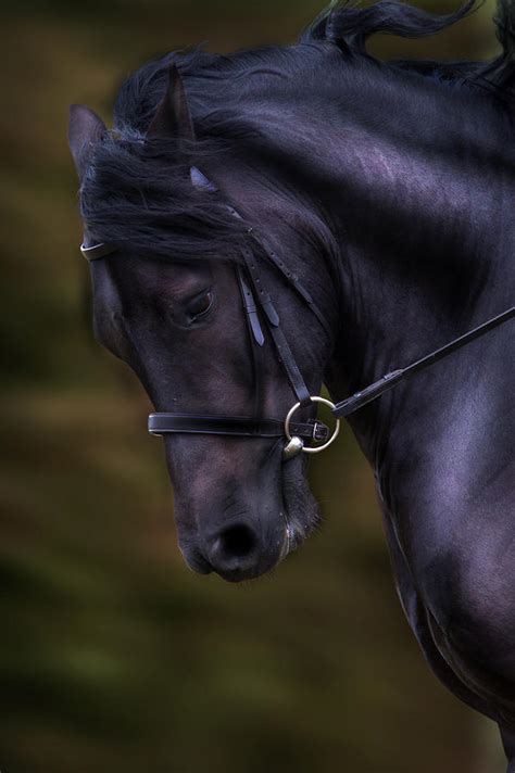 Dark Bay Horse Head Photograph By Ethiriel Photography