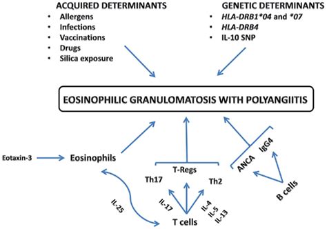 Eosinophilic Granulomatosis With Polyangiitis Pathogenesis Download