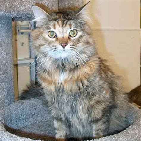 list  long haired cat breeds