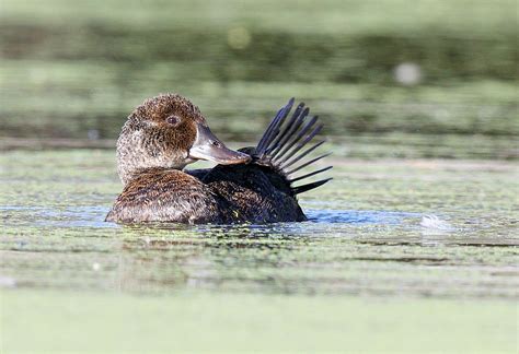 Blue Billed Duck Female Blue Billed Duck Oxyura Australis Flickr