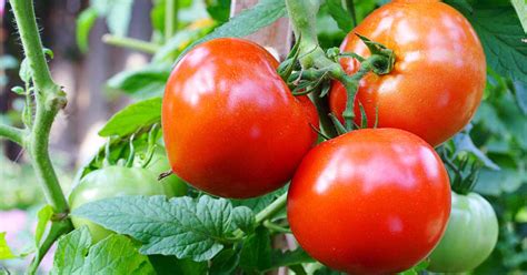 tomato plant growing guides tips and information gardener s path