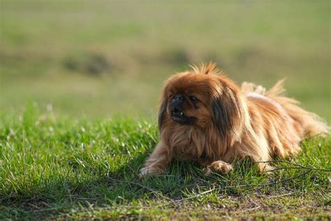 Cane Pechinese Caratteristiche Cure Naturaliit