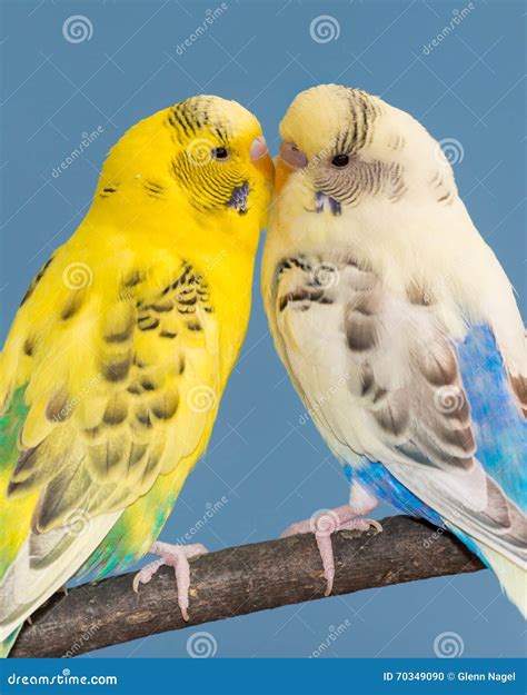 Kissing Parakeets Stock Photo Image Of Outside Looking 70349090