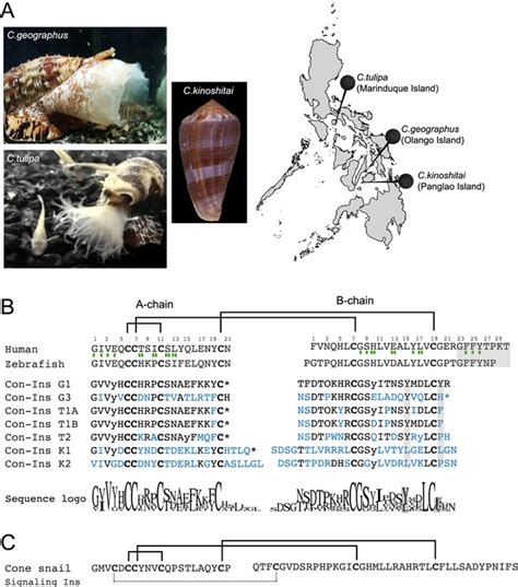 Fish Hunting Cone Snail Venoms Are A Rich Source Of Minimized Ligands