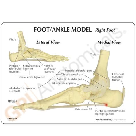 Anatomical Model Footankle