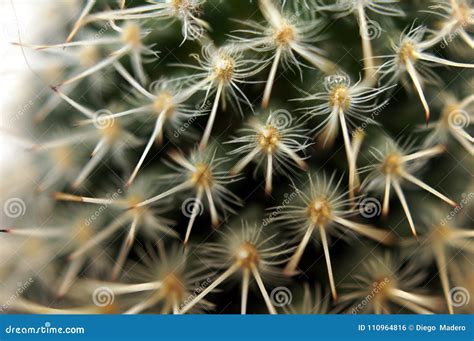 Thorns Texture Pattern Cactus Macro Detail Stock Photo Image Of
