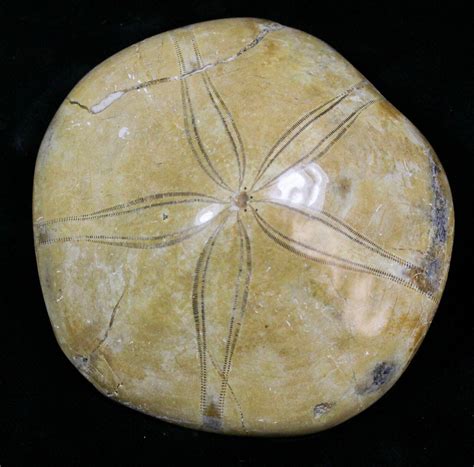 Jurassic Aged Fossil Sand Dollar Mepygurus Madagascar 18810 For