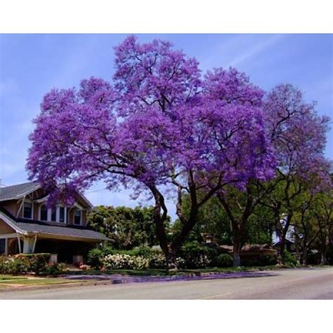 Multistemmed tree with prolific recurring white flowers in late june to september; Royal Empress Tree Seeds - Paulownia tomentosa - 25 Seeds ...