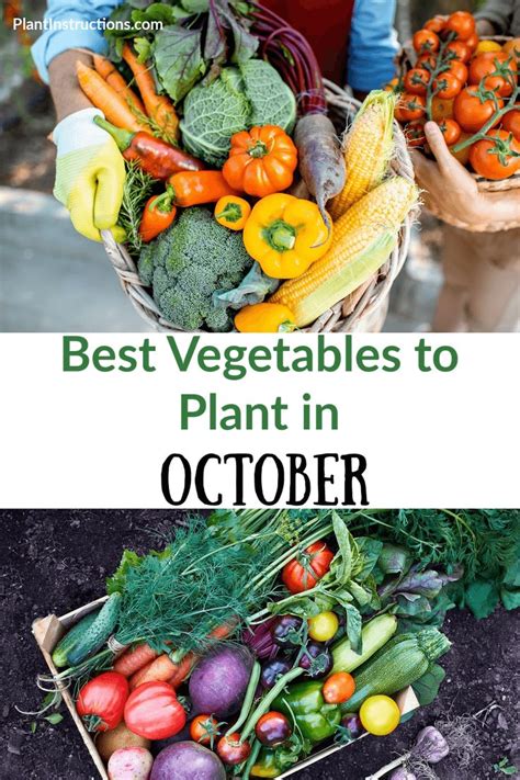 What To Plant In October A Vegetable Growing Guide Vegetables