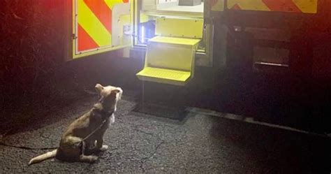 Brave Dog Saves Injured Owners Life By Keeping Him Warm For 20 Hours