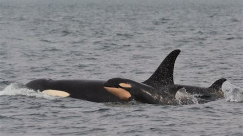 Baby Boom Continues For Endangered Orcas With New Calf Spotted Off Bc