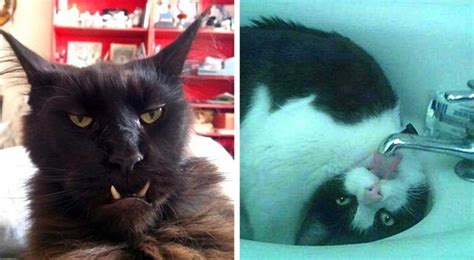 16 gatti immortalati dai loro padroni nelle pose più bizzarre e
