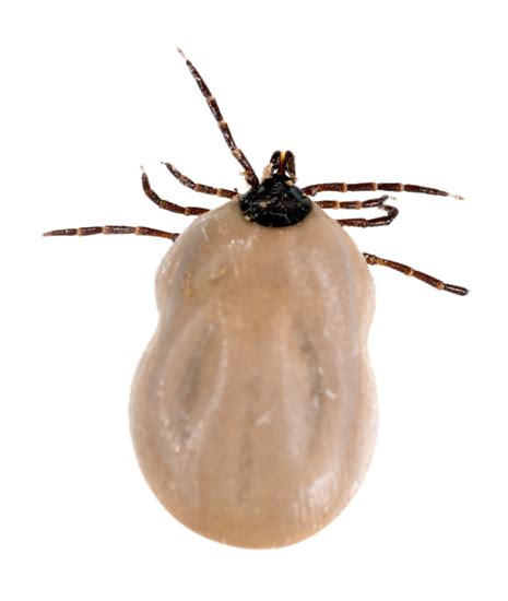 Tick Insect Png Transparent Image Download Size 465x550px