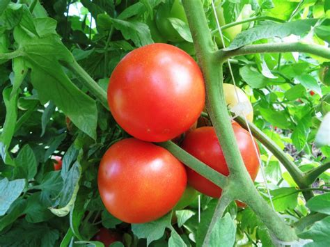 Tomato Plants - Hybrids in Red & Colors - Alissa's Flower Farm