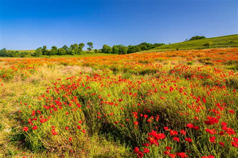 Wild Poppies Ivinghoe Hills Buckinghamshire 3 Uk Landscape Photography