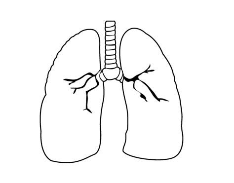 Lung Printable For Kids