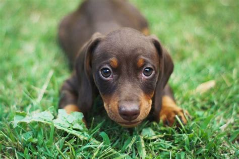Dachshund Coat Types How Pet Care