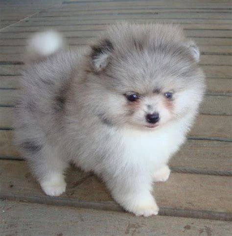 White Blue Eyes Pomeranian Puppies Pets Lovers