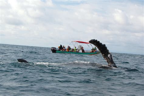 Avistamiento De Ballenas Hotel En Bahía Solano Chocó