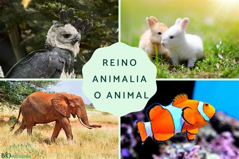 Reino Animalia O Animal Características Clasificación Y Ejemplos