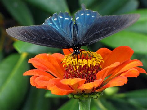 Pipevine Swallowtail On Zinnia Lots Of Butterflies Around Flickr