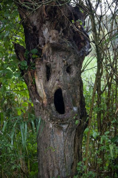 Tree Face 2