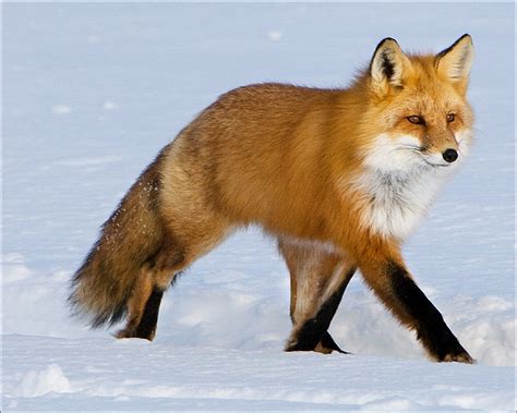 What Is A Female Fox Called