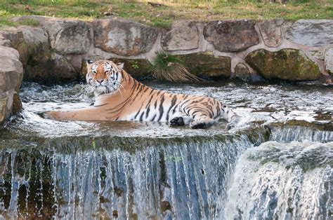 Tiger Falls Yorkshire Animal Park Saxman1597 Flickr