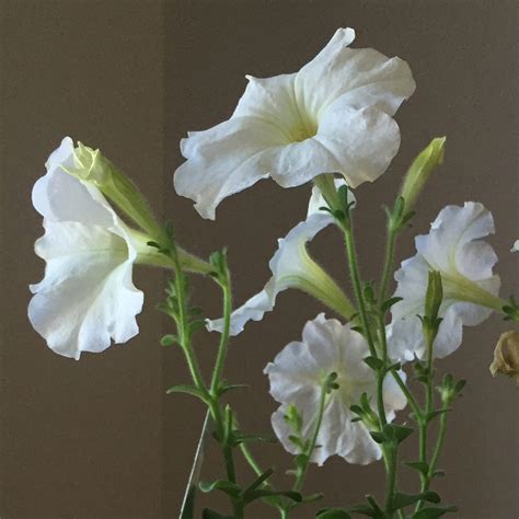 Petunias Online Painting Lessons