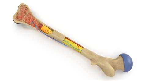 3d Human Bone Marrow Anatomy Model Turbosquid 1654163