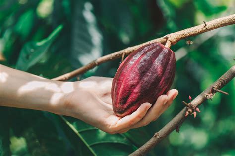Treegether Sponsor Your Very Own Cocoa Tree And Support Farmers