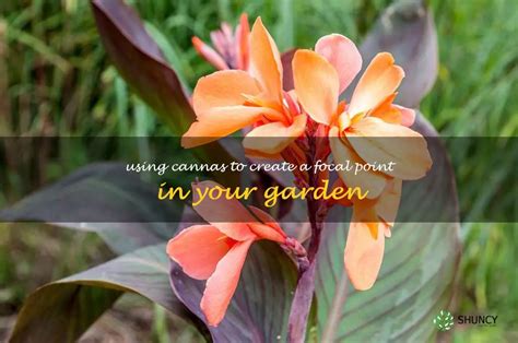 A Guide To Utilizing Cannas To Create A Stunning Focal Point In Your